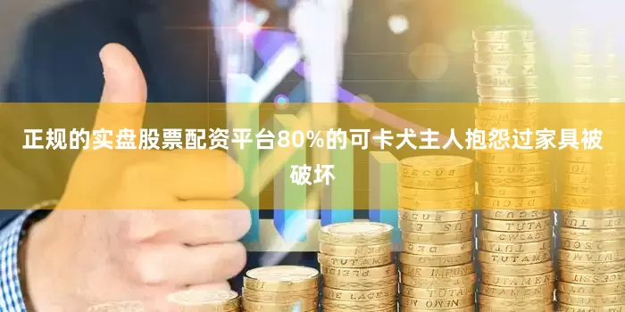正规的实盘股票配资平台80%的可卡犬主人抱怨过家具被破坏