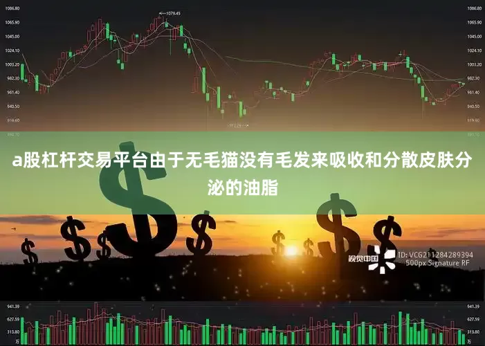 a股杠杆交易平台由于无毛猫没有毛发来吸收和分散皮肤分泌的油脂